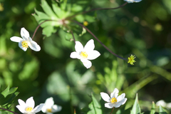 Anemonastrum chinense