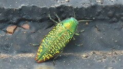 Buprestis confluenta