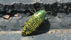 Buprestis confluenta