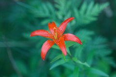Lilium concolor partheneion