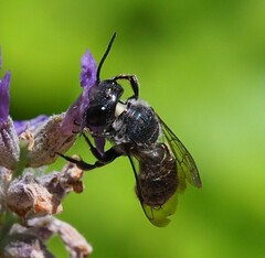 Megachile campanulae