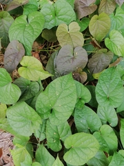 Piperales