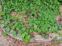Piperales