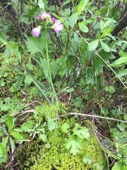 Cardamine polemonioides