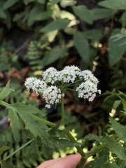 Berula