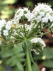 Berula