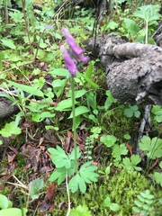 Corydalis pauciflora