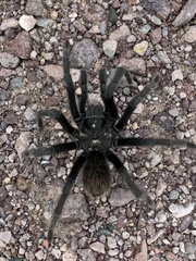 Aphonopelma gabeli