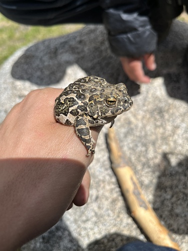 iNaturalist observation photo of Yosemite Toad
