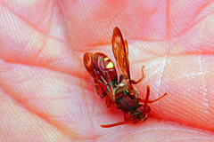 Nomada cuneata