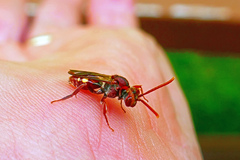 Nomada cuneata