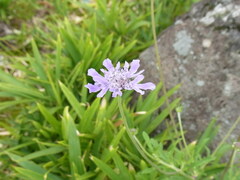 Scabiosa japonica