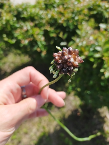 Image of Long-Stamened Onion (Allium macrostemon) by no rights reserved