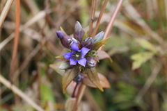 Gentiana scabra buergeri