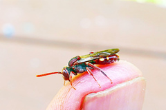 Nomada cuneata