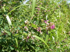 Lespedeza cyrtobotrya