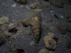 Rhinoclavis bituberculata