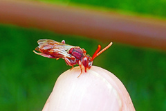 Nomada cuneata