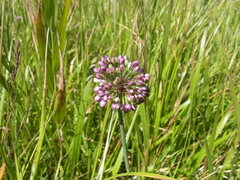 Allium thunbergii