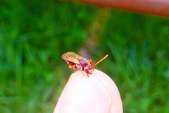Nomada cuneata