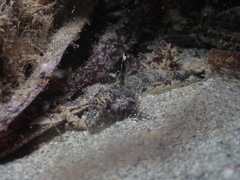 Nesogobius pulchellus