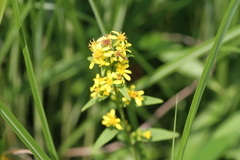 Solidago virgaurea asiatica
