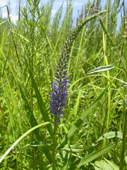 Veronica rotunda subintegra