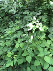 Desmodium cuspidatum