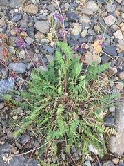 Oxytropis deflexa foliolosa