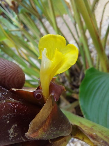 Image of Calathea lutea by (c) Jalil R., some rights reserved (CC BY-SA)
