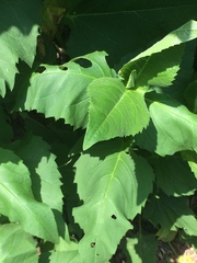 Silphium perfoliatum