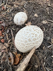 Lycoperdon subcretaceum