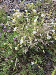 Cerastium beeringianum