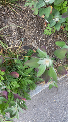 Chenopodium album
