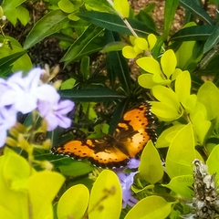 Precis octavia octavia