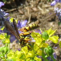 Poecilopompilus interruptus