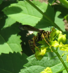 Poecilopompilus interruptus