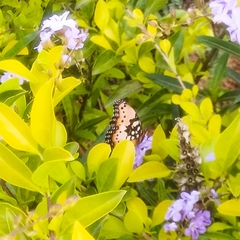 Precis octavia octavia