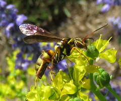 Poecilopompilus interruptus