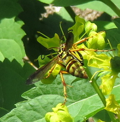 Poecilopompilus interruptus