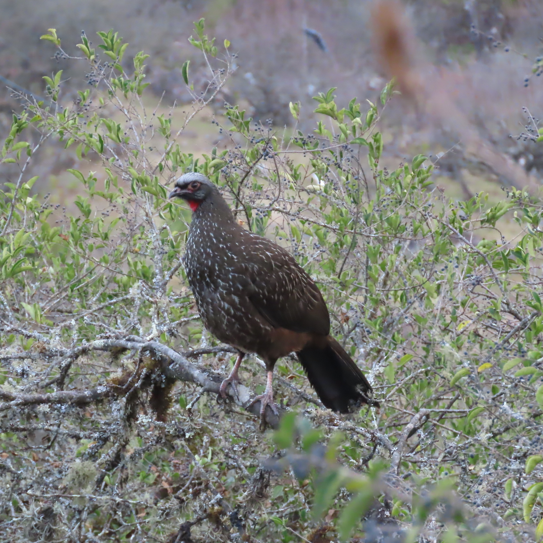 Red-faced Guan (Penelope dabbenei), photo 3