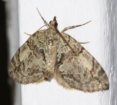 Hydriomena divisaria