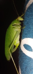 Anaulacomerina