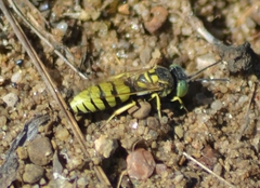 Microbembex monodonta