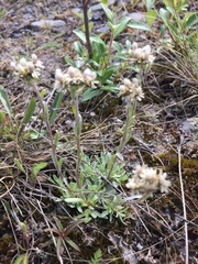 Antennaria rosea