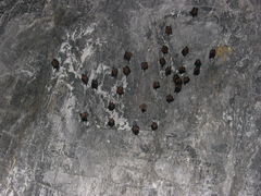 Hipposideros armiger terasensis