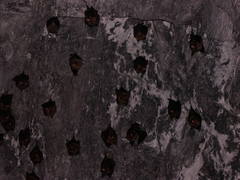 Hipposideros armiger terasensis