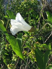 Calystegia sepium limnophila