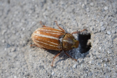 Polyphylla occidentalis