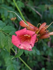Campsis radicans
